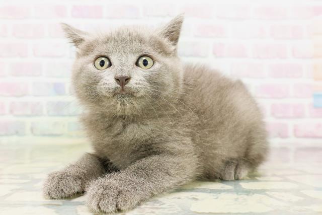 東京都のシャルトリュー (Coo&RIKU武蔵小山店/2026年4月25日生まれ/男の子/ブルー)の子猫の2枚目の画像
