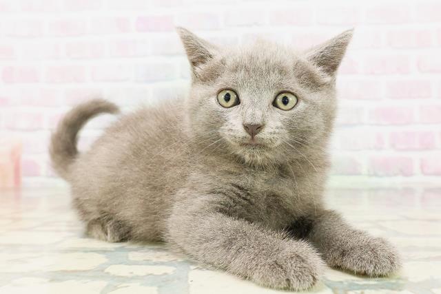 東京都のシャルトリュー (Coo&RIKU武蔵小山店/2026年4月25日生まれ/男の子/ブルー)の子猫の3枚目の画像