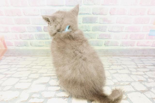 東京都のシャルトリュー (Coo&RIKU武蔵小山店/2026年4月25日生まれ/男の子/ブルー)の子猫の4枚目の画像