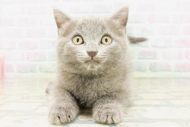 東京都のシャルトリュー (Coo&RIKU中野サンモール店/2026年4月25日生まれ/女の子/ブルー)の子猫の1枚目の画像