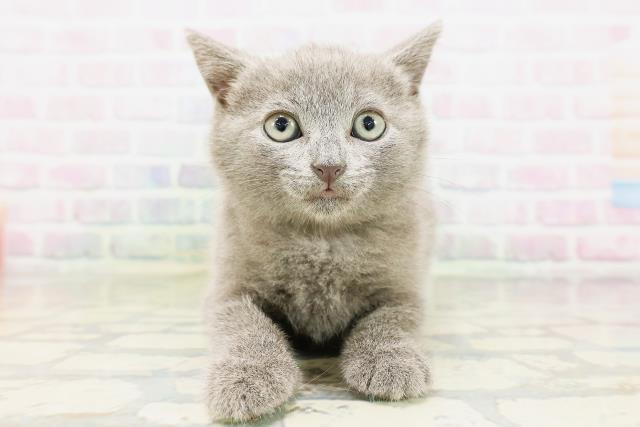 東京都のシャルトリュー (Coo&RIKU下北沢店/2026年4月25日生まれ/男の子/ブルー)の子猫の1枚目の画像