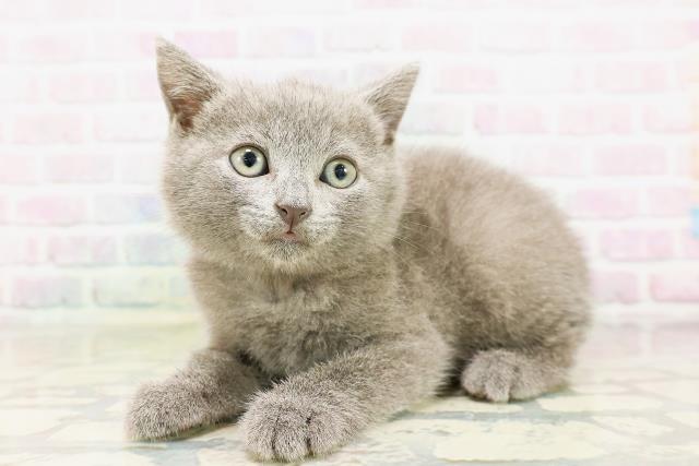 東京都のシャルトリュー (Coo&RIKU下北沢店/2026年4月25日生まれ/男の子/ブルー)の子猫の2枚目の画像