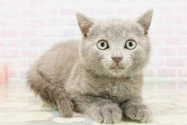東京都のシャルトリュー (Coo&RIKU下北沢店/2026年4月25日生まれ/男の子/ブルー)の子猫の3枚目の画像