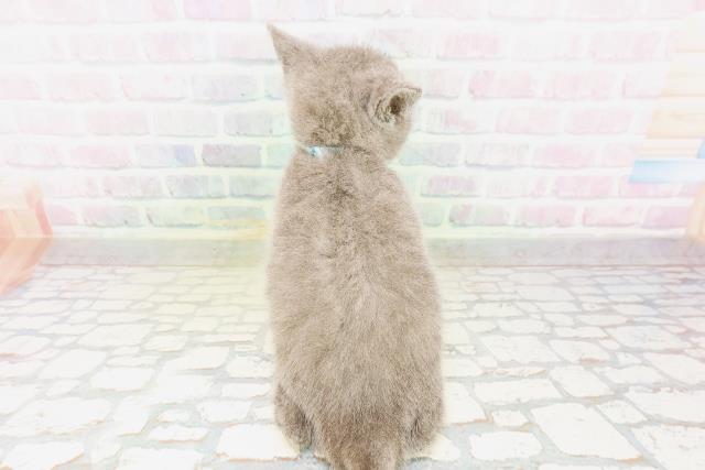 東京都のシャルトリュー (Coo&RIKU下北沢店/2026年4月25日生まれ/男の子/ブルー)の子猫の4枚目の画像