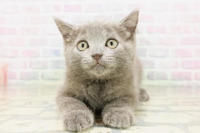 東京都のシャルトリュー (Coo&RIKU新宿三丁目店/2026年4月25日生まれ/男の子/ブルー)の子猫の1枚目の画像