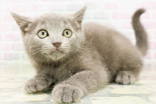 東京都のシャルトリュー (Coo&RIKU新宿三丁目店/2026年4月25日生まれ/男の子/ブルー)の子猫の2枚目の画像