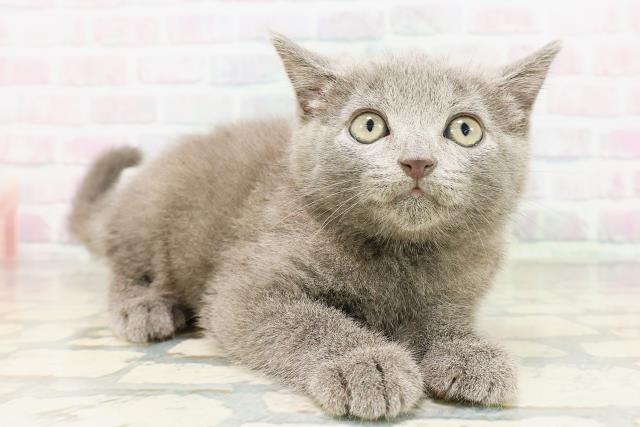 東京都のシャルトリュー (Coo&RIKU新宿三丁目店/2026年4月25日生まれ/男の子/ブルー)の子猫の3枚目の画像