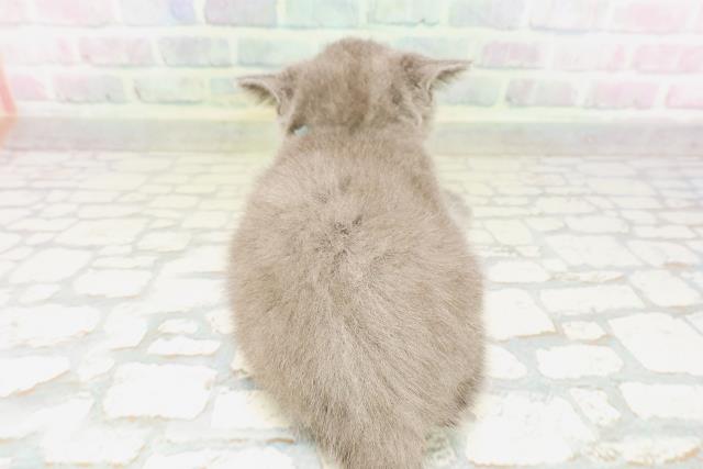 東京都のシャルトリュー (Coo&RIKU新宿三丁目店/2026年4月25日生まれ/男の子/ブルー)の子猫の4枚目の画像