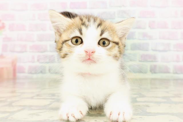 長野県のマンチカン (Coo&RIKU松本店/2026年4月21日生まれ/女の子/ブラウンタビーホワイト)の子猫の1枚目の画像