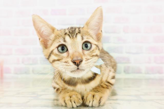埼玉県のベンガル (Coo&RIKU大宮店/2026年4月9日生まれ/男の子/ブラウンスポットタビー)の子猫の1枚目の画像