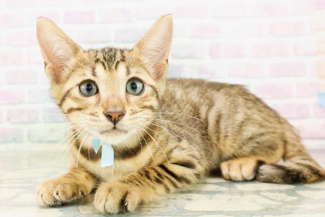 埼玉県のベンガル (Coo&RIKU大宮店/2026年4月9日生まれ/男の子/ブラウンスポットタビー)の子猫の2枚目の画像