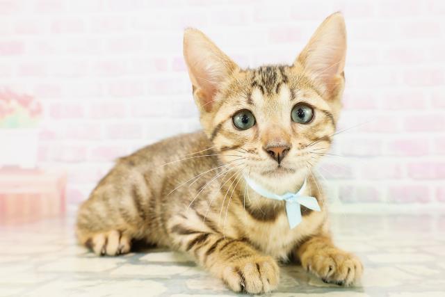 埼玉県のベンガル (Coo&RIKU大宮店/2026年4月9日生まれ/男の子/ブラウンスポットタビー)の子猫の3枚目の画像