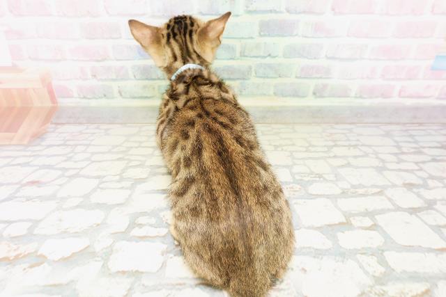 埼玉県のベンガル (Coo&RIKU大宮店/2026年4月9日生まれ/男の子/ブラウンスポットタビー)の子猫の4枚目の画像