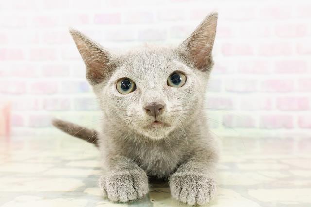 東京都のロシアンブルー (Coo&RIKU新宿三丁目店/2026年4月11日生まれ/男の子/ブルー)の子猫の1枚目の画像