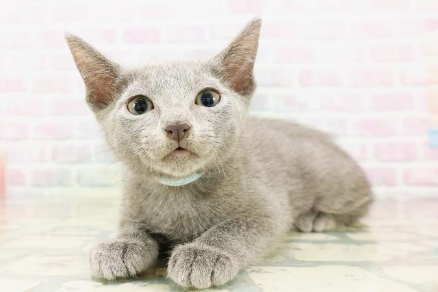 東京都のロシアンブルー (Coo&RIKU新宿三丁目店/2026年4月11日生まれ/男の子/ブルー)の子猫の2枚目の画像