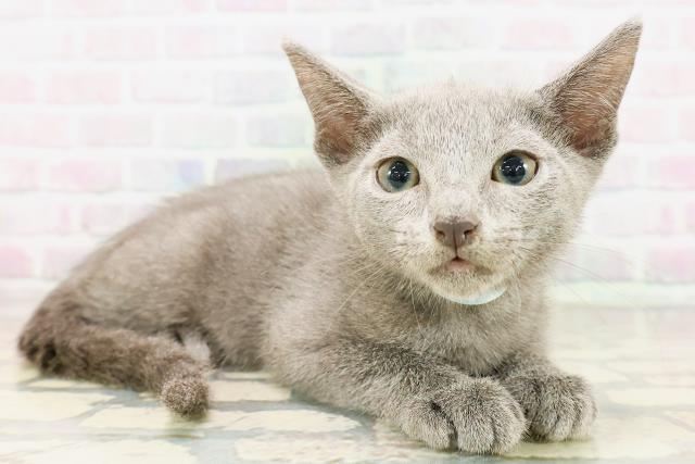 東京都のロシアンブルー (Coo&RIKU新宿三丁目店/2026年4月11日生まれ/男の子/ブルー)の子猫の3枚目の画像