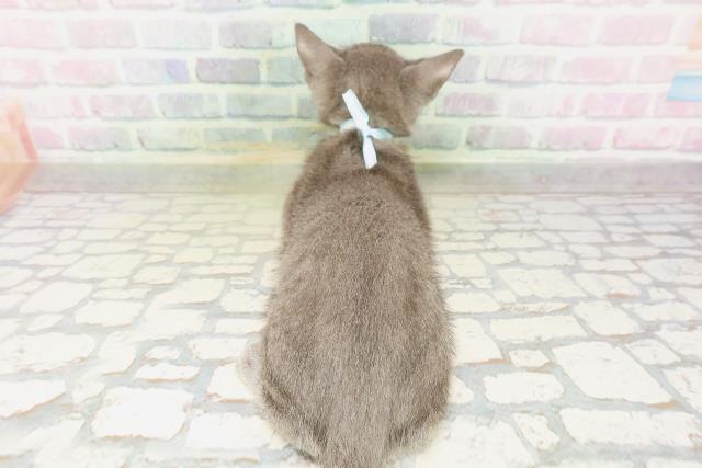 東京都のロシアンブルー (Coo&RIKU新宿三丁目店/2026年4月11日生まれ/男の子/ブルー)の子猫の4枚目の画像