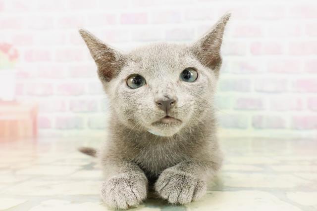 東京都のロシアンブルー (Coo&RIKU三軒茶屋店/2026年4月11日生まれ/男の子/ブルー)の子猫の1枚目の画像