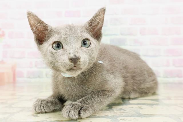 東京都のロシアンブルー (Coo&RIKU三軒茶屋店/2026年4月11日生まれ/男の子/ブルー)の子猫の2枚目の画像