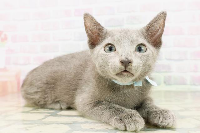 東京都のロシアンブルー (Coo&RIKU三軒茶屋店/2026年4月11日生まれ/男の子/ブルー)の子猫の3枚目の画像