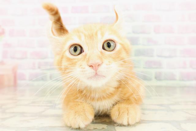 東京都のキンカロー (Coo&RIKU福生店/2026年4月6日生まれ/男の子/レッドタビー)の子猫の1枚目の画像