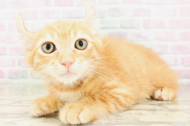 東京都のキンカロー (Coo&RIKU福生店/2026年4月6日生まれ/男の子/レッドタビー)の子猫の2枚目の画像