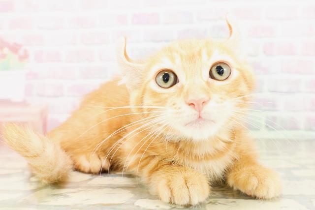 東京都のキンカロー (Coo&RIKU福生店/2026年4月6日生まれ/男の子/レッドタビー)の子猫の3枚目の画像