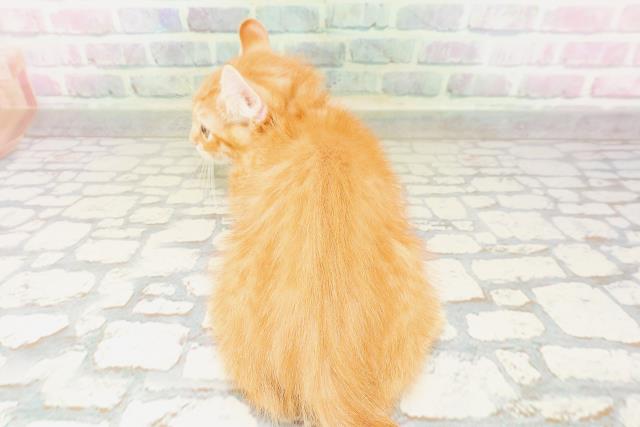 東京都のキンカロー (Coo&RIKU福生店/2026年4月6日生まれ/男の子/レッドタビー)の子猫の4枚目の画像