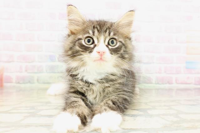 東京都のサイベリアン (Coo&RIKU立川店/2026年4月22日生まれ/男の子/ブラウンタビーホワイト)の子猫の1枚目の画像