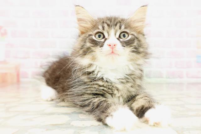 東京都のサイベリアン (Coo&RIKU立川店/2026年4月22日生まれ/男の子/ブラウンタビーホワイト)の子猫の3枚目の画像