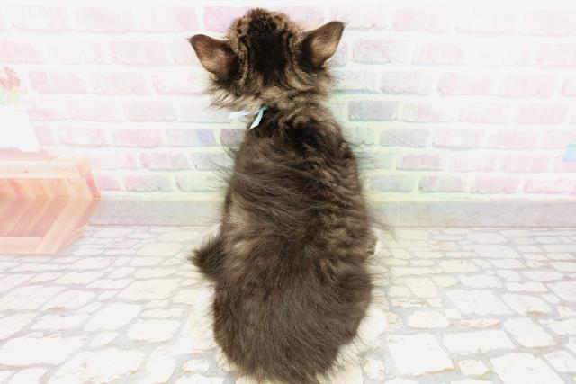 東京都のサイベリアン (Coo&RIKU立川店/2026年4月22日生まれ/男の子/ブラウンタビーホワイト)の子猫の4枚目の画像