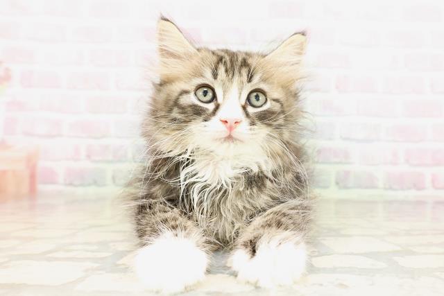 栃木県のサイベリアン (Coo&RIKU足利店/2026年4月22日生まれ/男の子/ブラウンタビーホワイト)の子猫の1枚目の画像