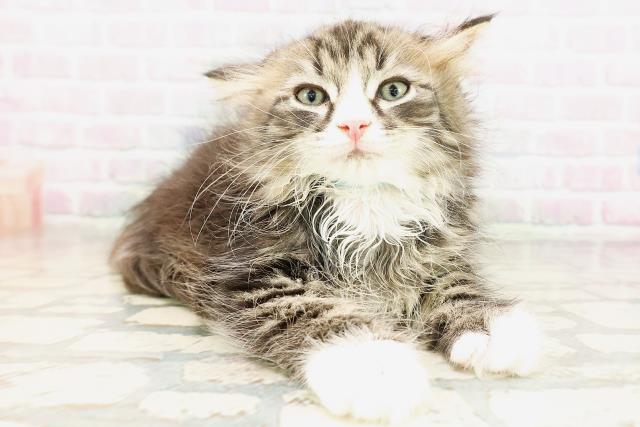 栃木県のサイベリアン (Coo&RIKU足利店/2026年4月22日生まれ/男の子/ブラウンタビーホワイト)の子猫の3枚目の画像
