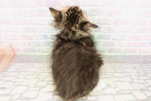 栃木県のサイベリアン (Coo&RIKU足利店/2026年4月22日生まれ/男の子/ブラウンタビーホワイト)の子猫の4枚目の画像