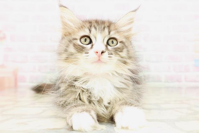 石川県のサイベリアン (Coo&RIKU金沢店/2026年4月22日生まれ/女の子/ブラウンタビーホワイト)の子猫の1枚目の画像