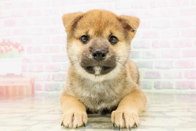 埼玉県の柴犬(標準サイズ) (Coo&RIKU川口戸塚店/2026年4月21日生まれ/男の子/赤)の子犬の1枚目の画像
