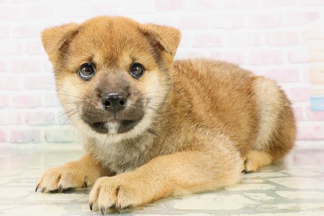 埼玉県の柴犬(標準サイズ) (Coo&RIKU川口戸塚店/2026年4月21日生まれ/男の子/赤)の子犬の2枚目の画像