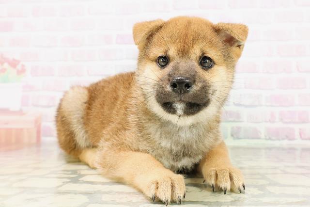 埼玉県の柴犬(標準サイズ) (Coo&RIKU川口戸塚店/2026年4月21日生まれ/男の子/赤)の子犬の3枚目の画像