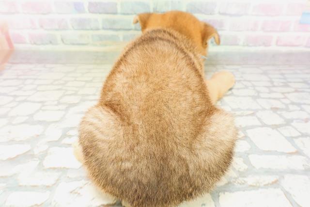埼玉県の柴犬(標準サイズ) (Coo&RIKU川口戸塚店/2026年4月21日生まれ/男の子/赤)の子犬の4枚目の画像