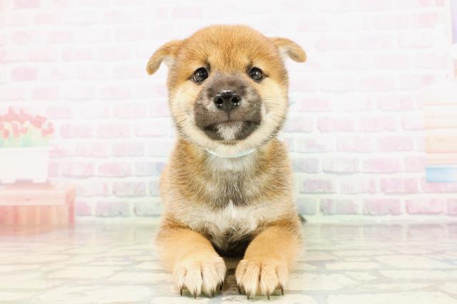 柴犬