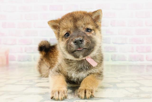 柴犬