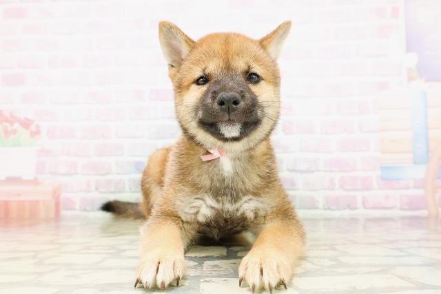 長野県の柴犬(標準サイズ) (Coo&RIKU松本店/2026年4月21日生まれ/女の子/赤)の子犬の1枚目の画像