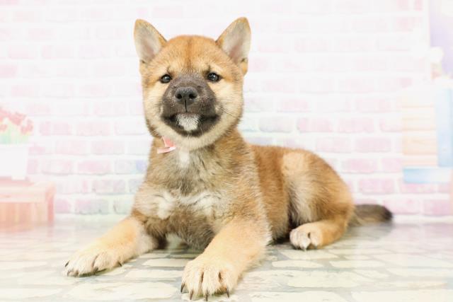 長野県の柴犬(標準サイズ) (Coo&RIKU松本店/2026年4月21日生まれ/女の子/赤)の子犬の2枚目の画像
