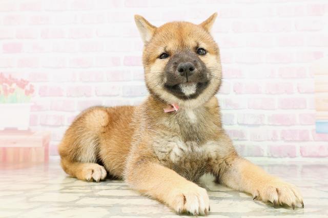 長野県の柴犬(標準サイズ) (Coo&RIKU松本店/2026年4月21日生まれ/女の子/赤)の子犬の3枚目の画像