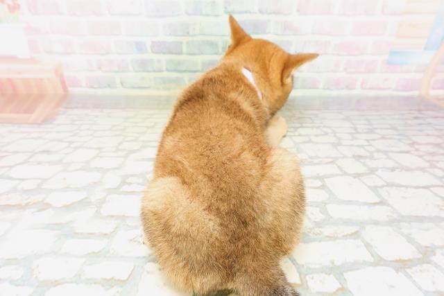 長野県の柴犬(標準サイズ) (Coo&RIKU松本店/2026年4月21日生まれ/女の子/赤)の子犬の4枚目の画像