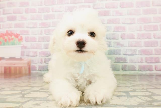 東京都のビションフリーゼ (Coo&RIKU八王子西店/2026年4月23日生まれ/男の子/ホワイト)の子犬の1枚目の画像