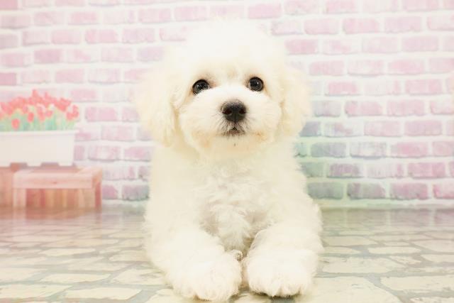 千葉県のビションフリーゼ (Coo&RIKU南柏店/2026年4月23日生まれ/男の子/ホワイト)の子犬の1枚目の画像