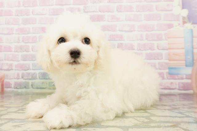 千葉県のビションフリーゼ (Coo&RIKU南柏店/2026年4月23日生まれ/男の子/ホワイト)の子犬の2枚目の画像