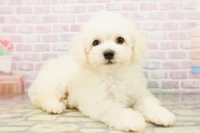 千葉県のビションフリーゼ (Coo&RIKU南柏店/2026年4月23日生まれ/男の子/ホワイト)の子犬の3枚目の画像