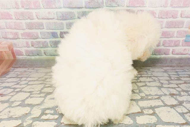千葉県のビションフリーゼ (Coo&RIKU南柏店/2026年4月23日生まれ/男の子/ホワイト)の子犬の4枚目の画像